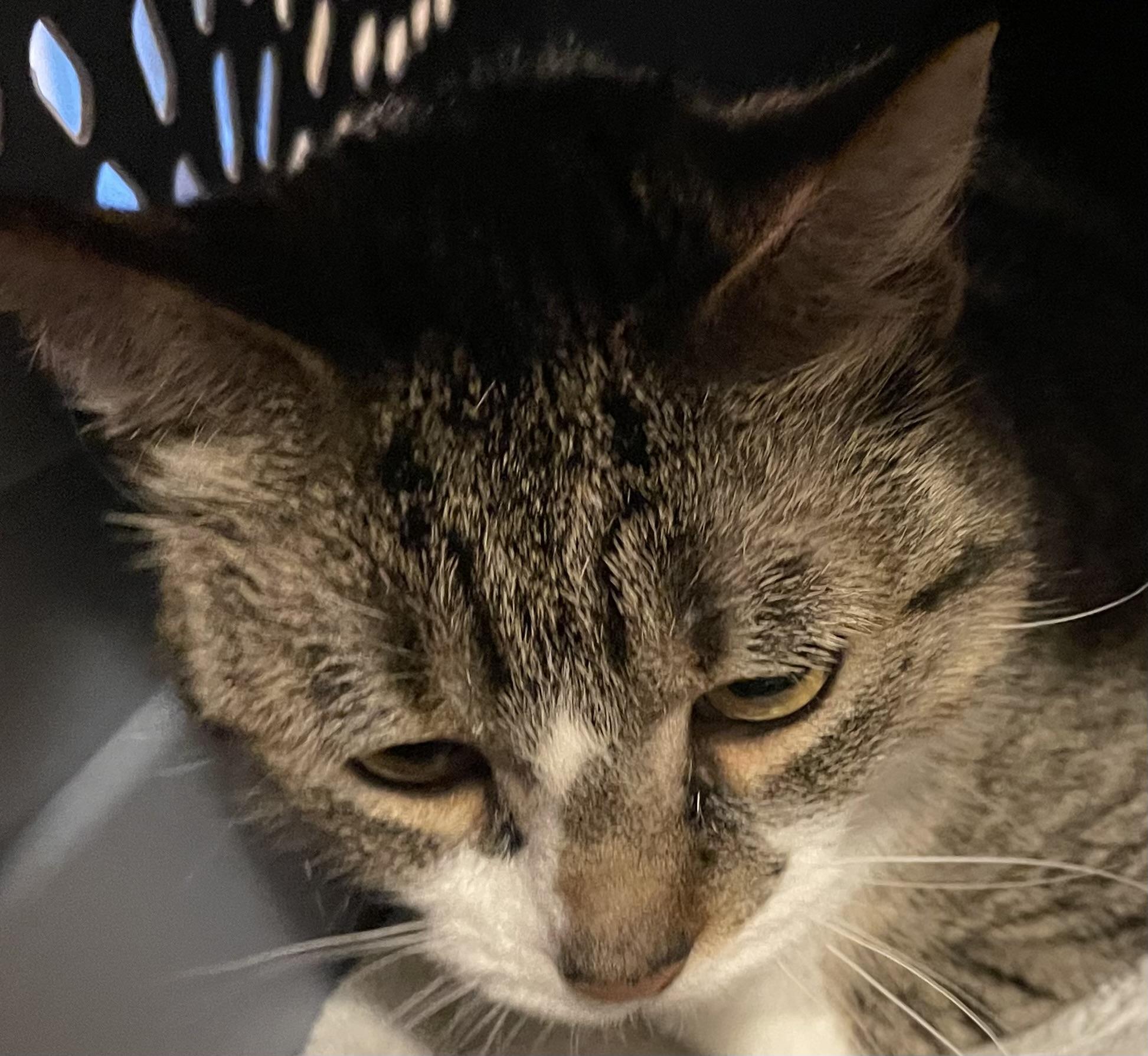 Honey, Adoptable, Adult Female Domestic Short Hair.