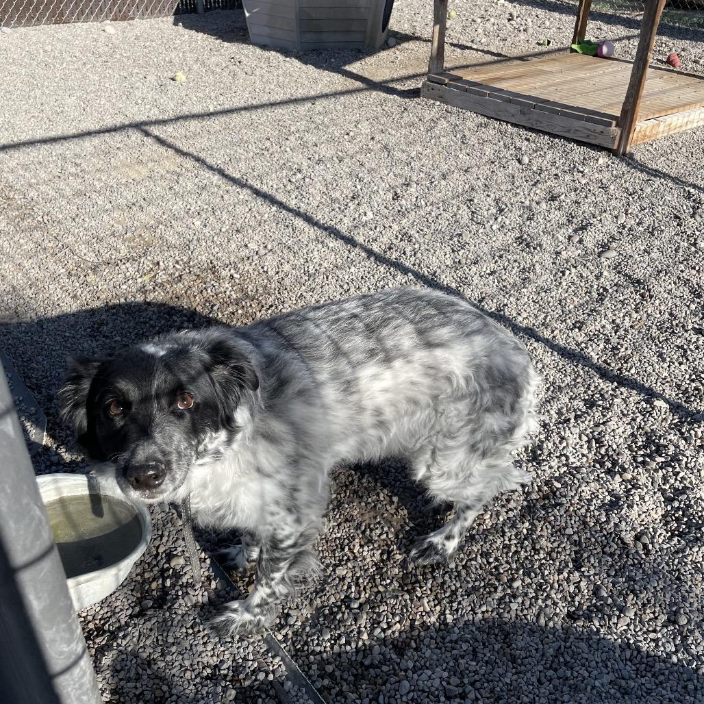 Snow, a Adoptable mixed breed in Rexburg, ID image 1/4