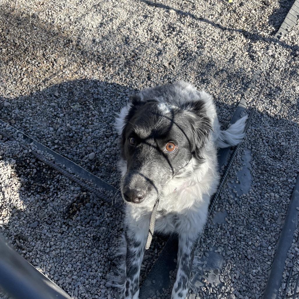 Snow, a Adoptable mixed breed in Rexburg, ID image 2/4