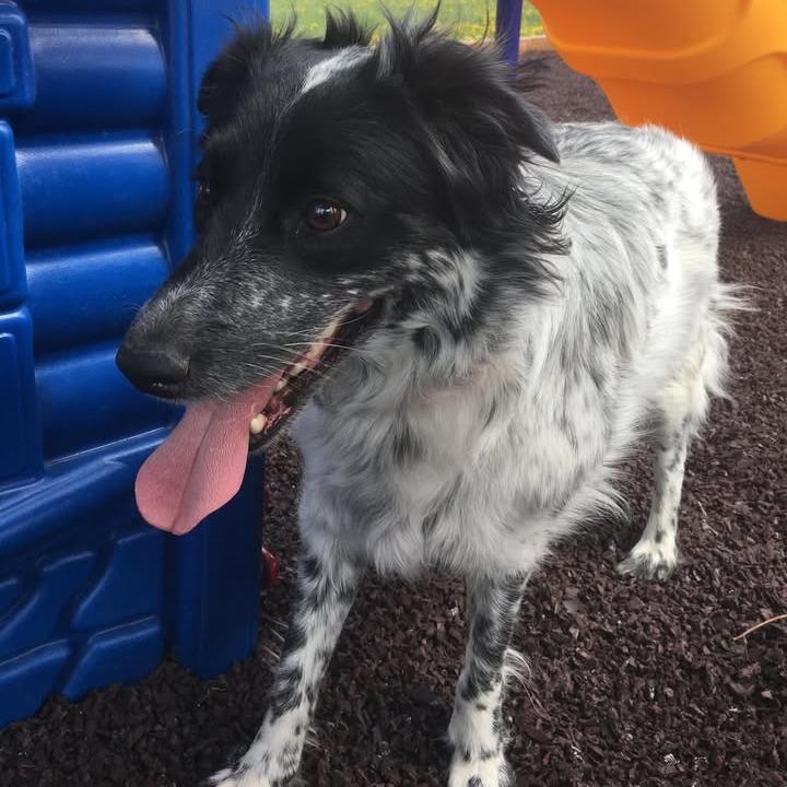 Snow, a Adoptable mixed breed in Rexburg, ID image 3/4