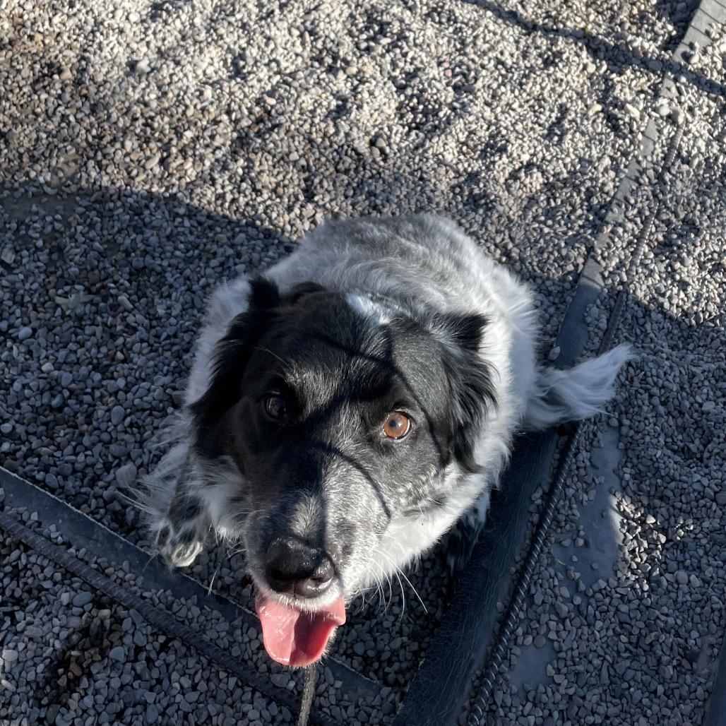 Snow, a Adoptable mixed breed in Rexburg, ID image 4/4