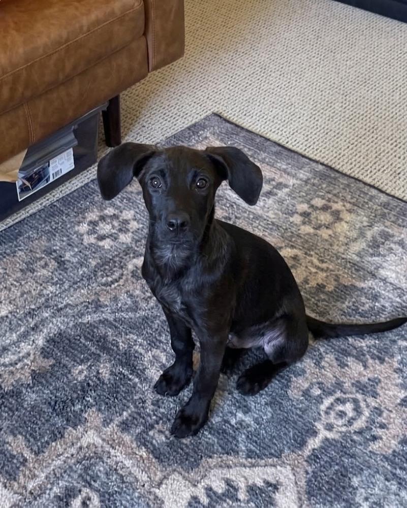 Enlarge Dewhirst / Hummus / Sunny, a Adoptable mixed breed in Broomfield, CO image 1/3