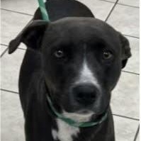 Enlarge Hally, a Adopted mixed breed in Chesterfield, SC image 1/1
