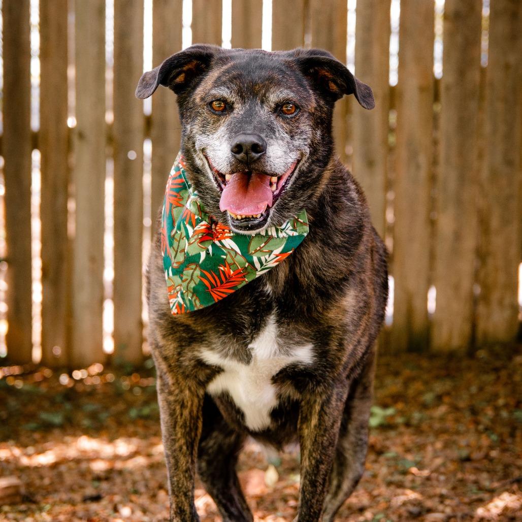 Griffin, Adoptable, Senior Male Hound & Border Collie.
