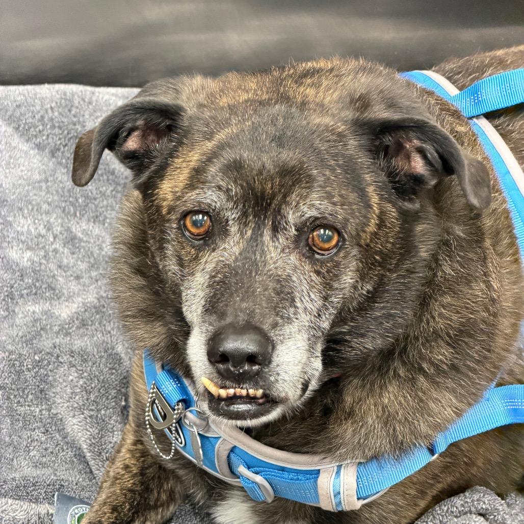 Griffin, Adoptable, Senior Male Hound & Border Collie.