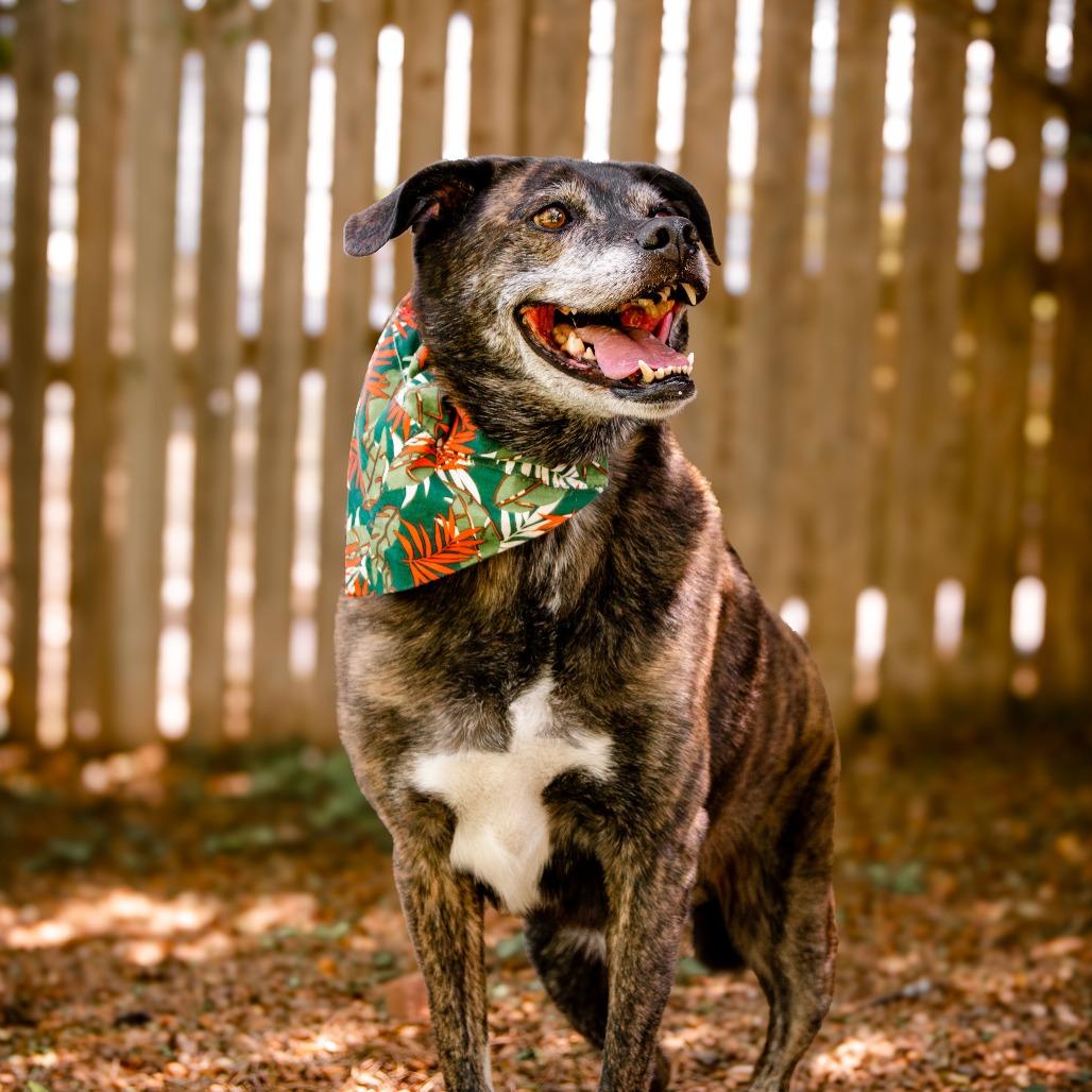 Enlarge Griffin, a Adoptable mixed breed in Knoxville, TN image 3/5