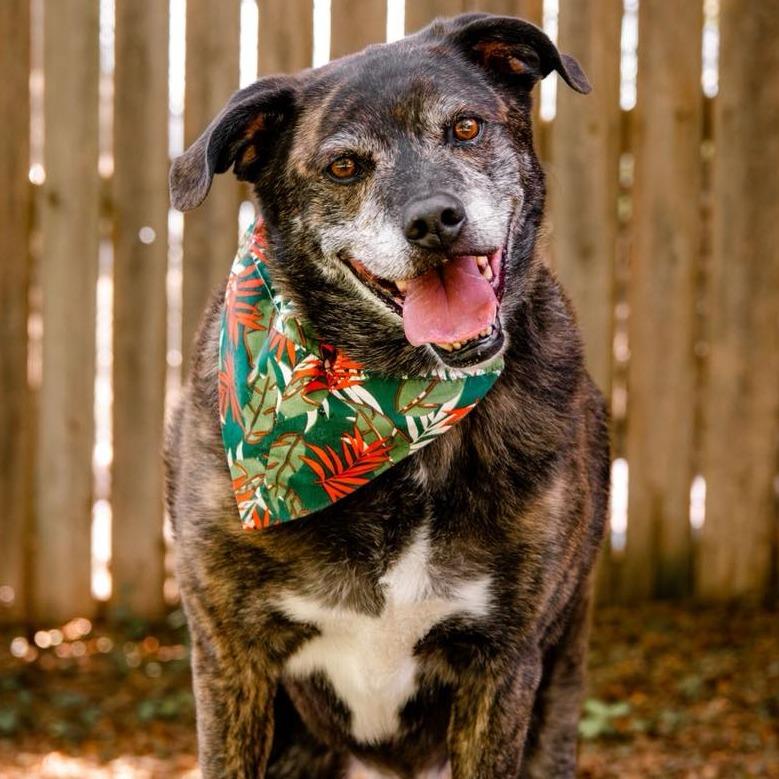 Enlarge Griffin, a Adoptable mixed breed in Knoxville, TN image 4/5