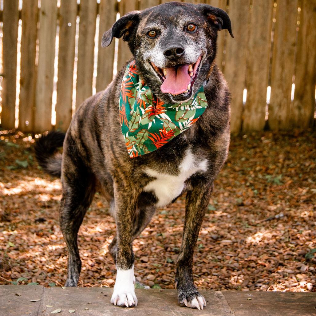 Enlarge Griffin, a Adoptable mixed breed in Knoxville, TN image 5/5