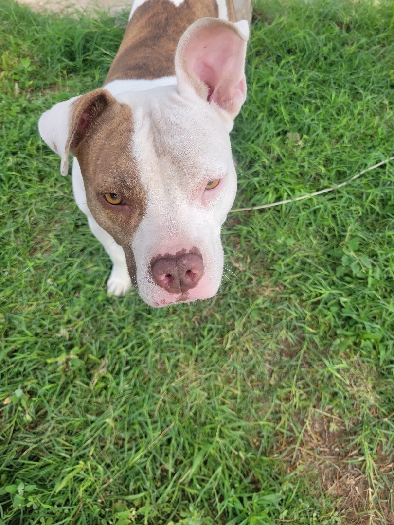 2. Rita, Adult Female Pit Bull Terrier