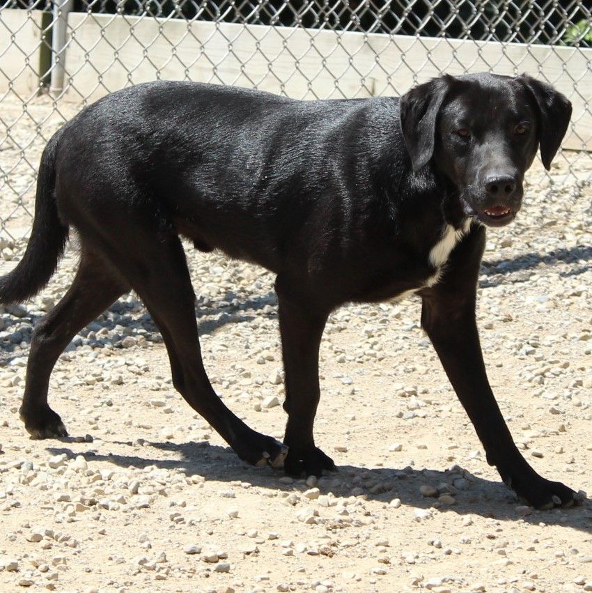 Enlarge David, a Adoptable Labrador Retriever in Eaton, OH image 7/10