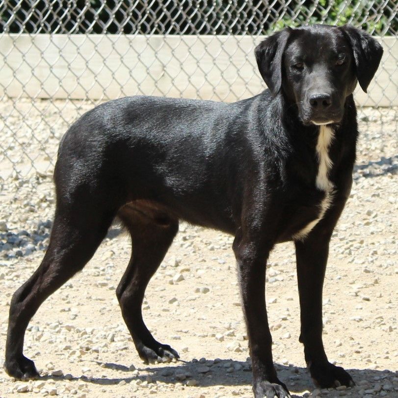 Enlarge David, a Adoptable Labrador Retriever in Eaton, OH image 8/10
