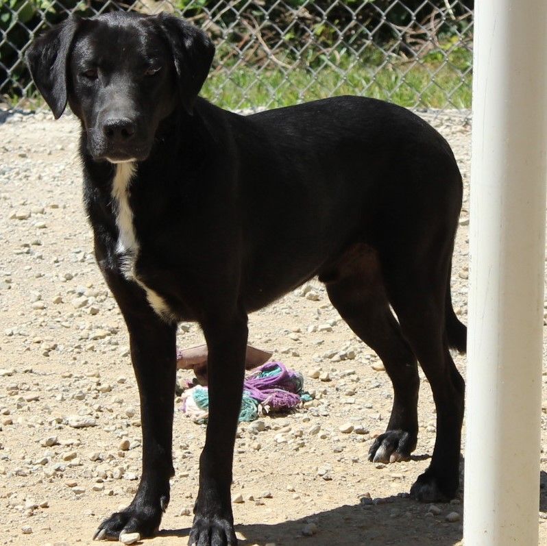 Enlarge David, a Adoptable Labrador Retriever in Eaton, OH image 9/10
