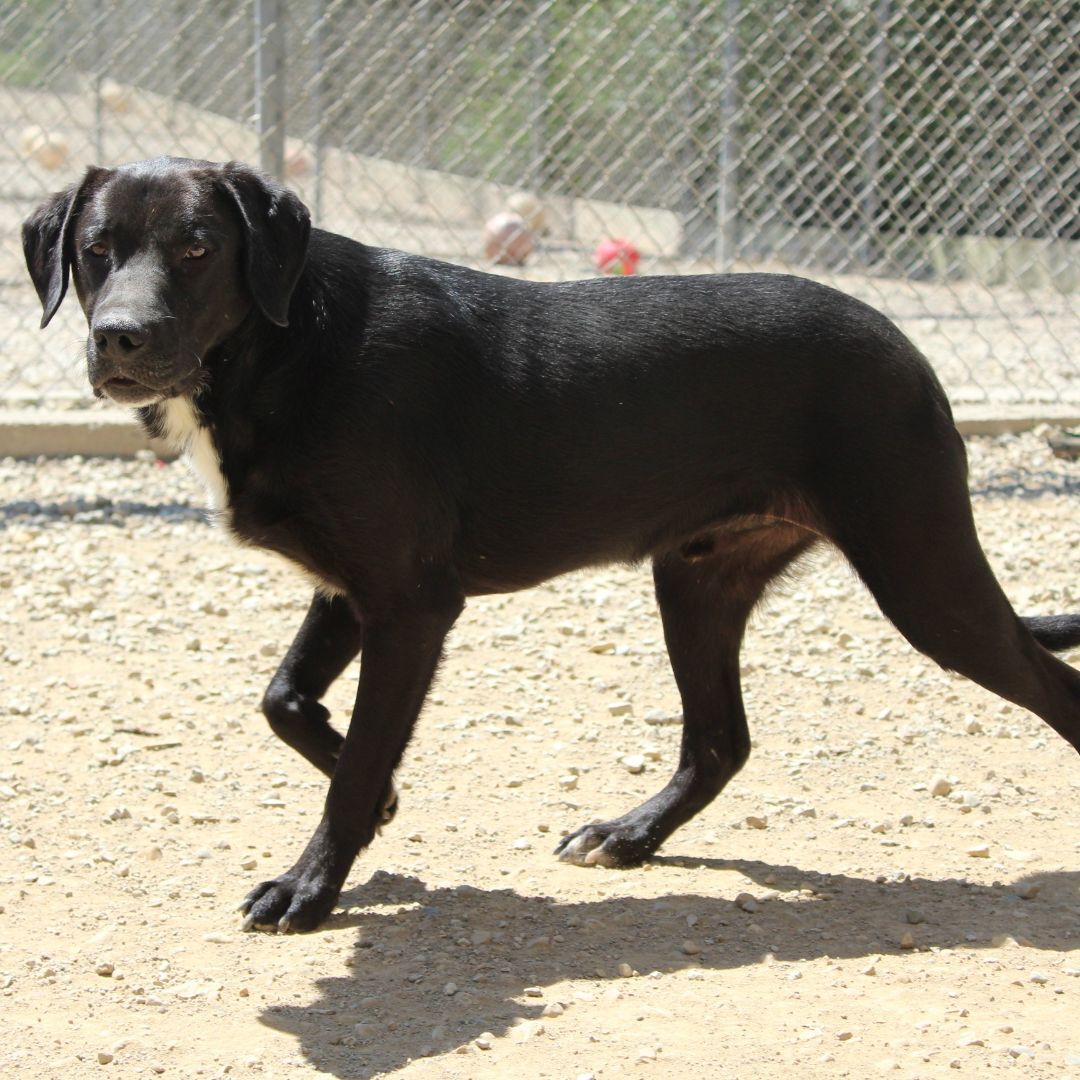 Enlarge David, a Adoptable Labrador Retriever in Eaton, OH image 10/10