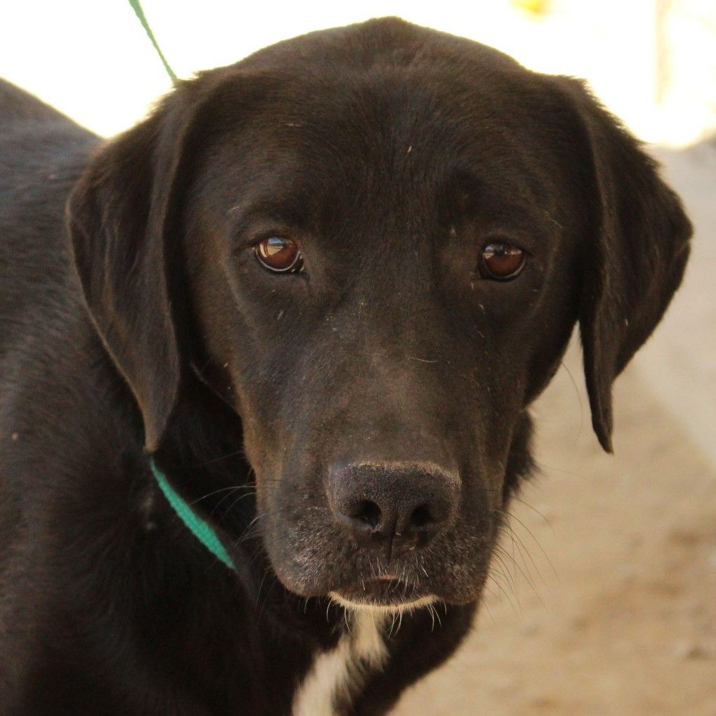 David, Adoptable, Adult Male Labrador Retriever.