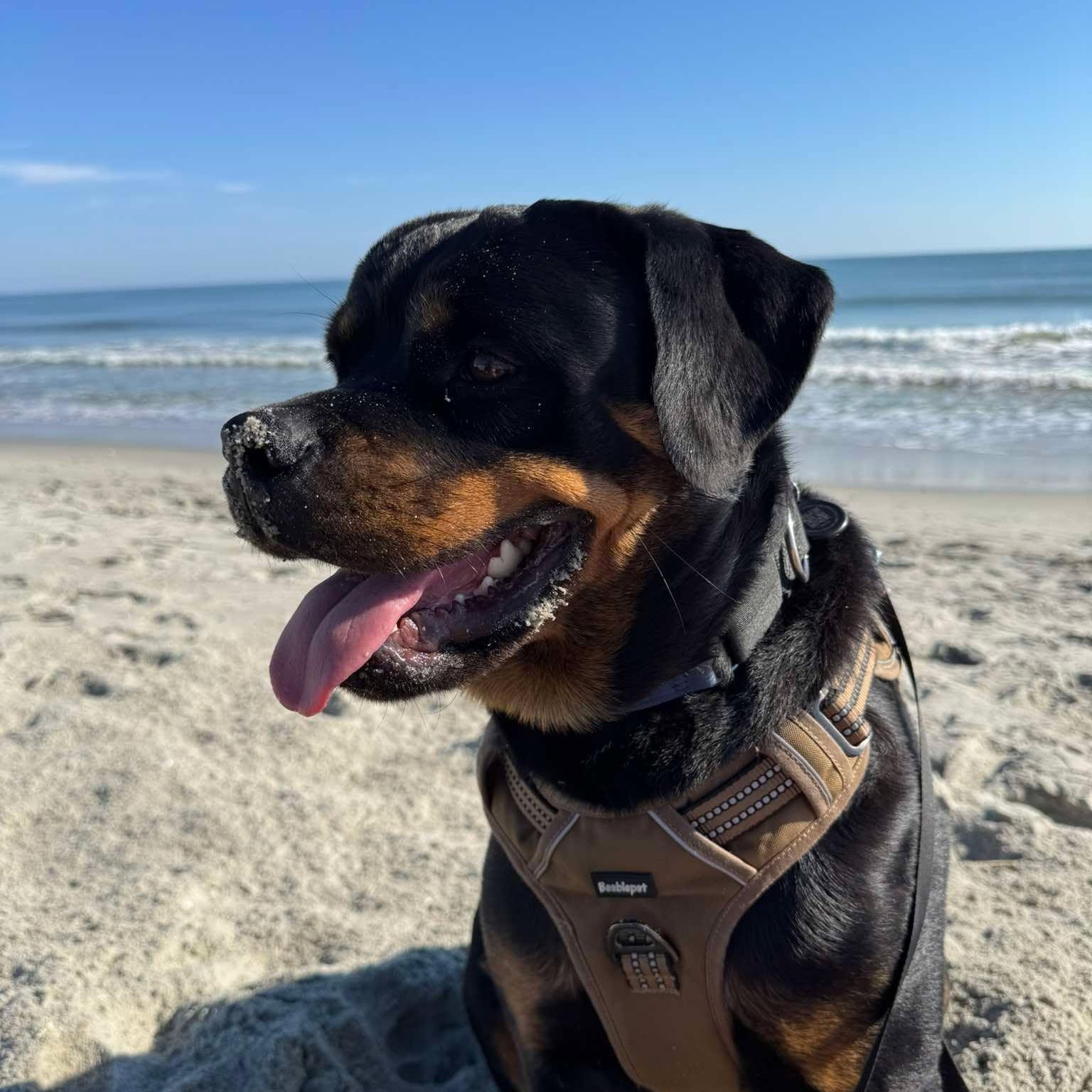 Enlarge Stormy, a ADOPTABLE Rottweiler in Midlothian, VA image 3/3