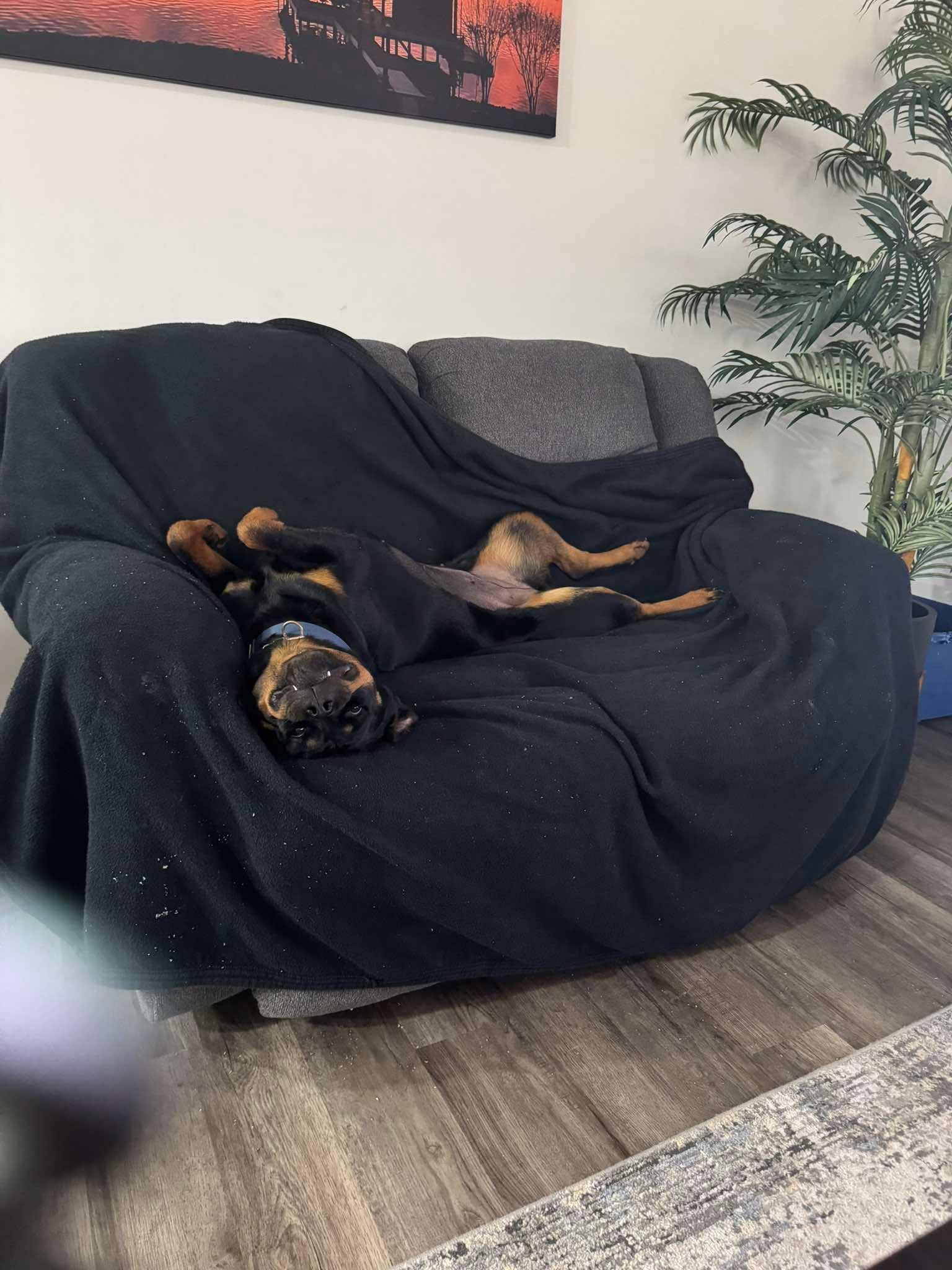 Enlarge Stormy, a ADOPTABLE Rottweiler in Midlothian, VA image 2/3