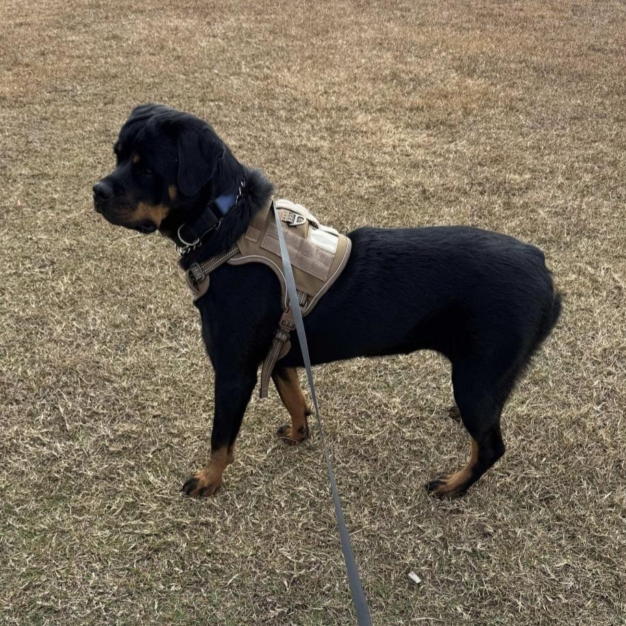 Stormy, ADOPTABLE, Young Female Rottweiler.