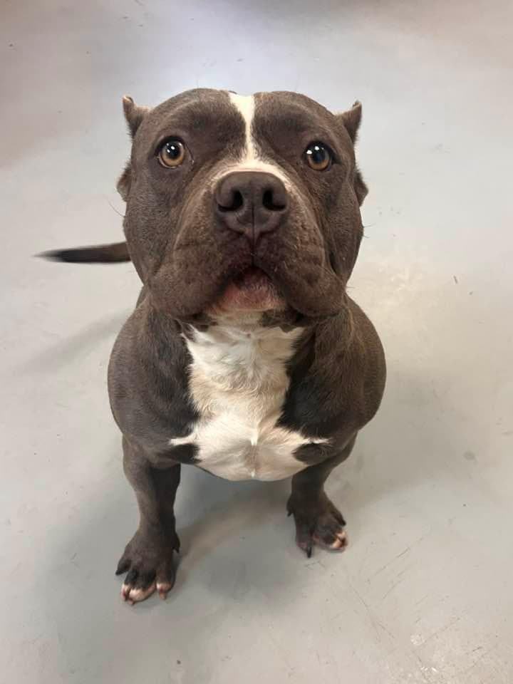 Captain, Adoptable, Adult Male Bulldog.