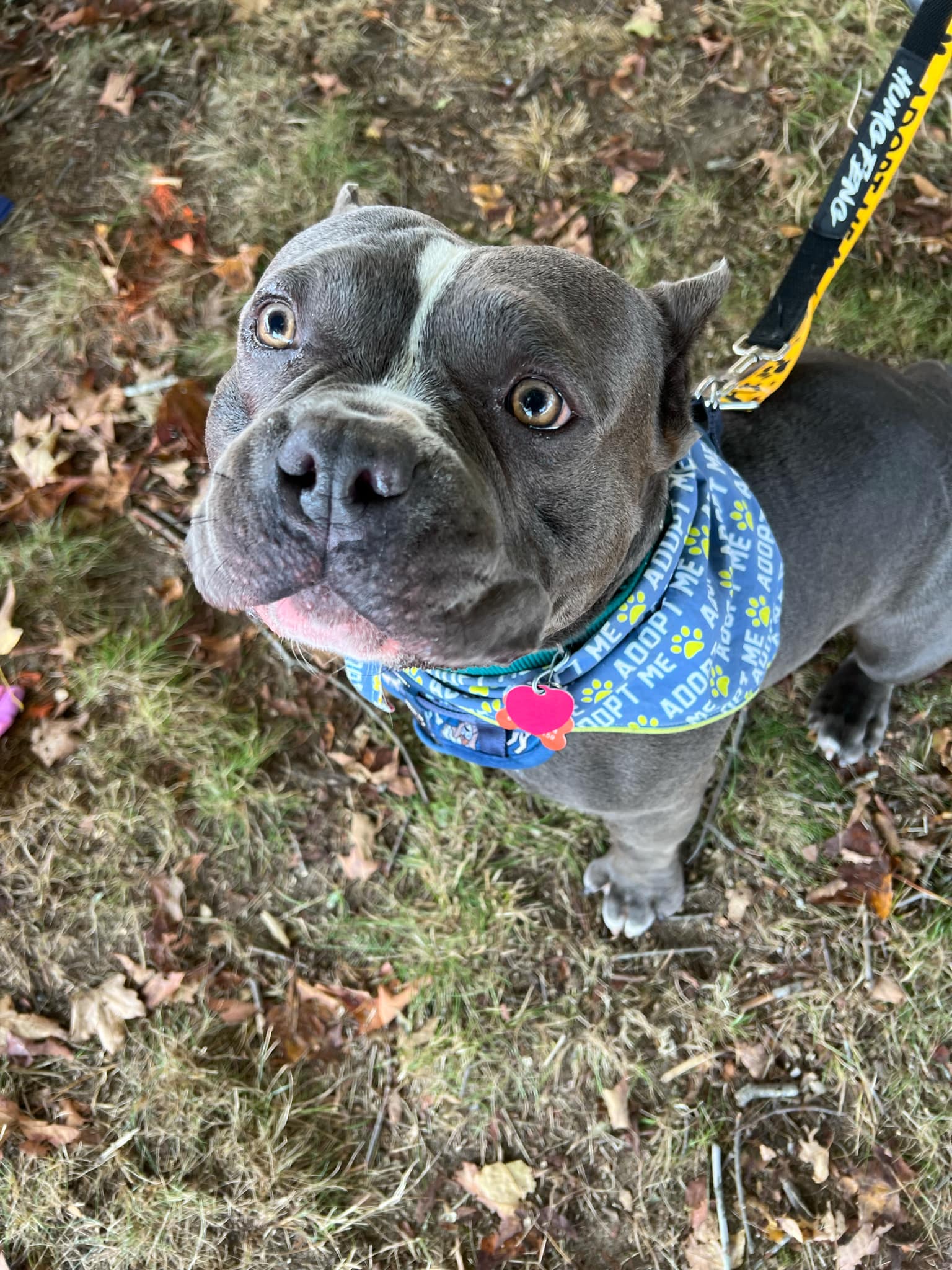 Captain, Adoptable, Adult Male Bulldog.