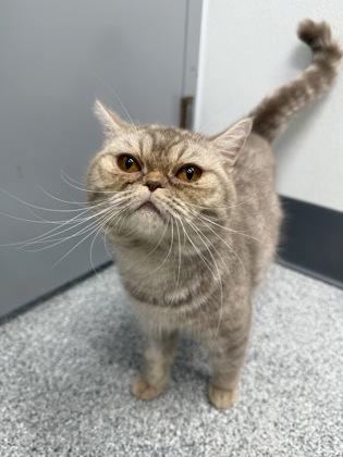 Enlarge Lolita, a Adoptable mixed breed in Tinley Park, IL image 1/2