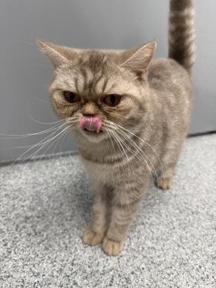 Enlarge Lolita, a Adoptable mixed breed in Tinley Park, IL image 2/2