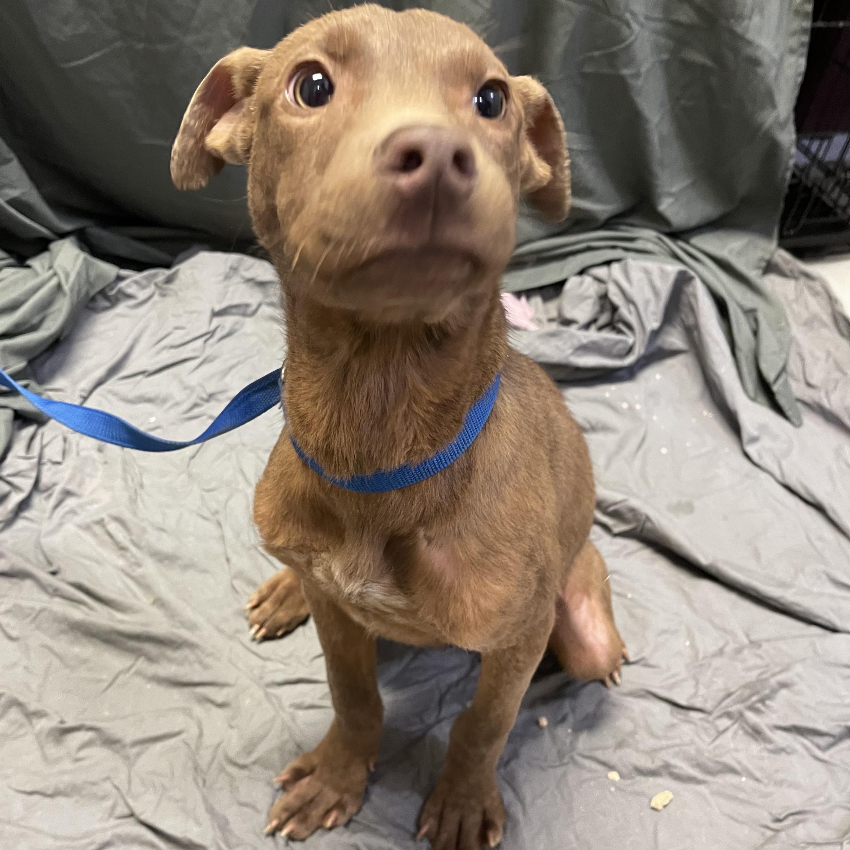 Enlarge Reeces, a ADOPTABLE mixed breed in Farmville, VA image 1/2