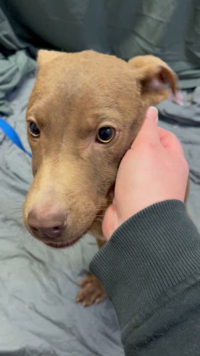 Enlarge Reeces, a ADOPTABLE mixed breed in Farmville, VA video 2/2