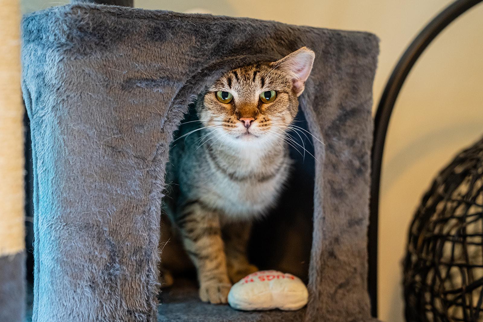 Scarlet, Adoptable, Adult Female Domestic Short Hair.