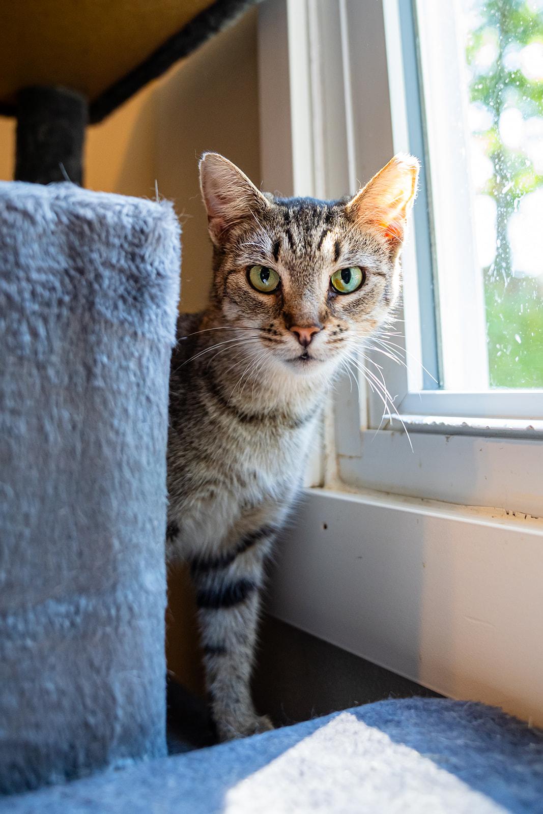 Enlarge Scarlet, a Adoptable Domestic Short Hair in Dellslow, WV image 2/6
