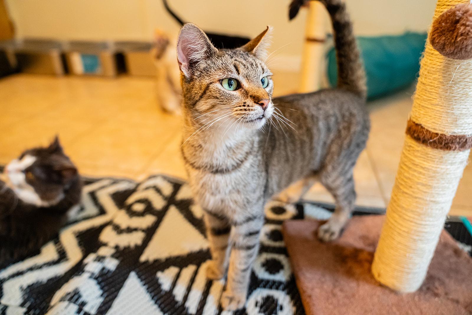 Enlarge Scarlet, a Adoptable Domestic Short Hair in Dellslow, WV image 6/6