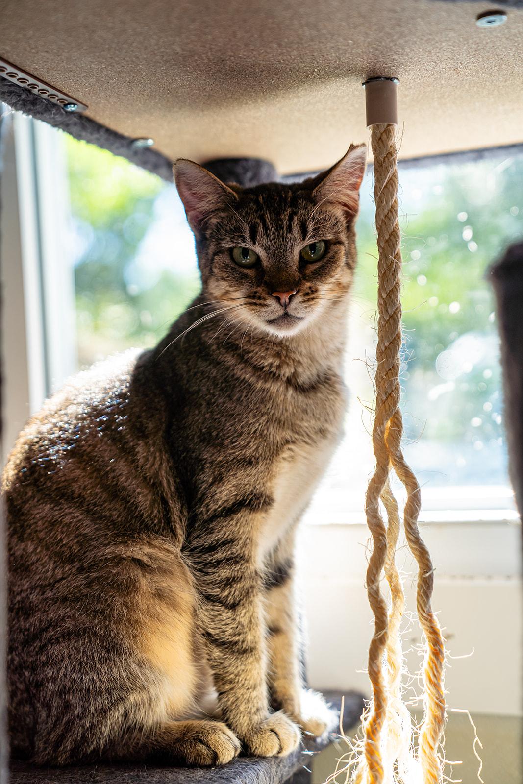 Enlarge Scarlet, a Adoptable Domestic Short Hair in Dellslow, WV image 5/6