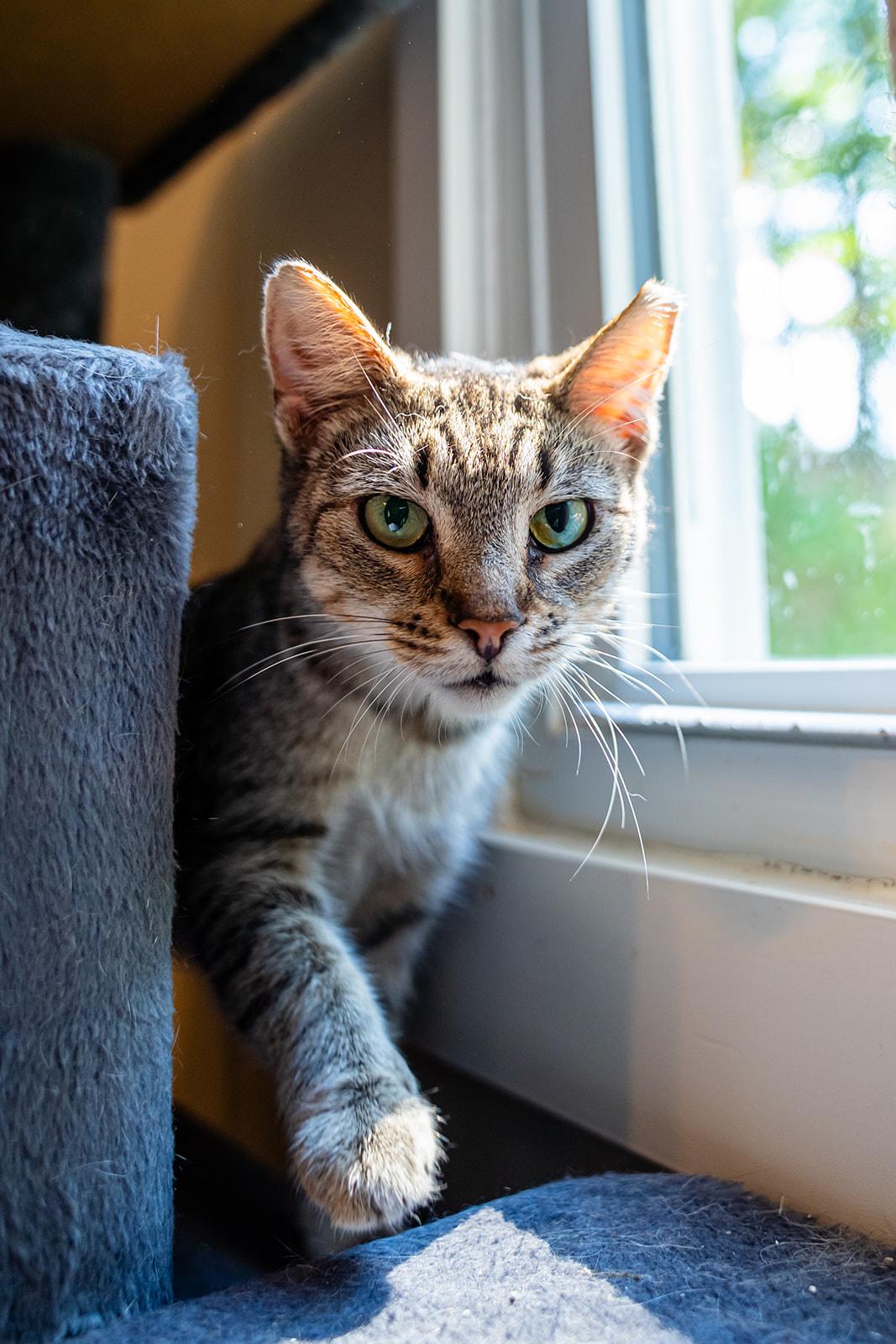 Enlarge Scarlet, a Adoptable Domestic Short Hair in Dellslow, WV image 3/6