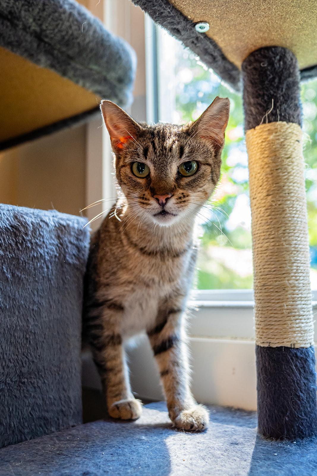 Enlarge Scarlet, a Adoptable Domestic Short Hair in Dellslow, WV image 4/6