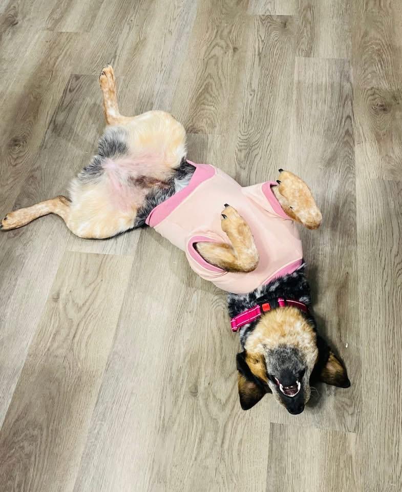 Enlarge Bluey, a Adoptable Australian Cattle Dog / Blue Heeler in Nags Head , NC image 5/6