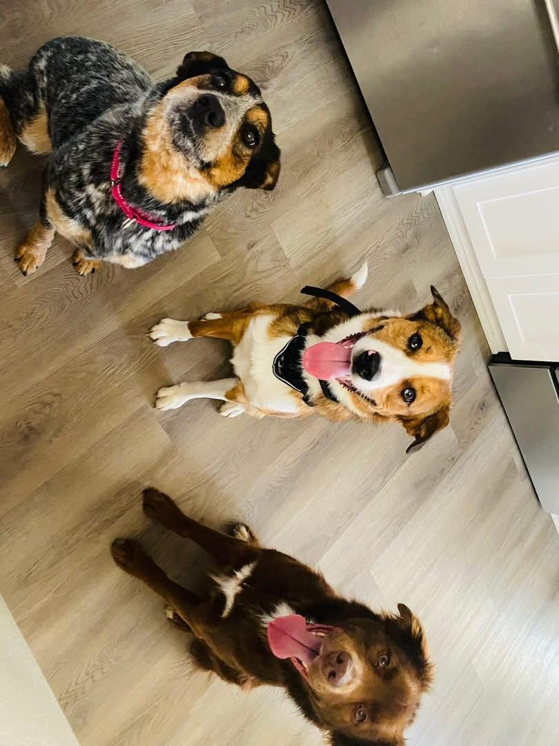 Enlarge Bluey, a Adoptable Australian Cattle Dog / Blue Heeler in Nags Head , NC image 6/6