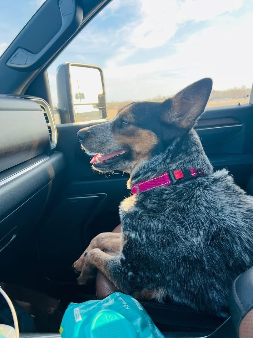 Enlarge Bluey, a Adoptable Australian Cattle Dog / Blue Heeler in Nags Head , NC image 3/6