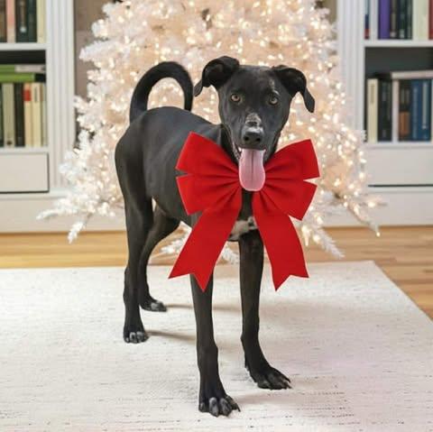 Luna, Adoptable, Puppy Female Black Labrador Retriever.