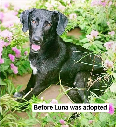 Luna, a Adoptable mixed breed in Salem, VA image 2/6