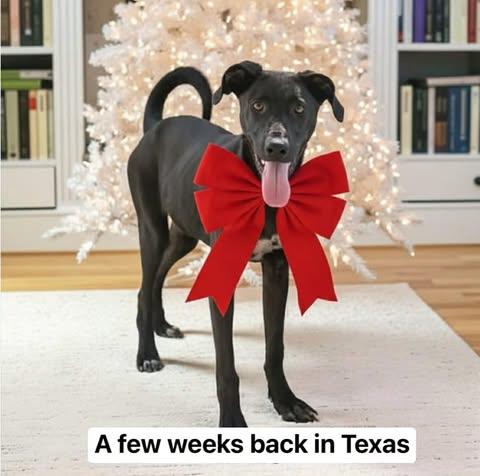 Luna, a Adoptable mixed breed in Salem, VA image 6/6