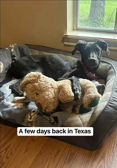 Luna, a Adoptable mixed breed in Salem, VA image 5/6