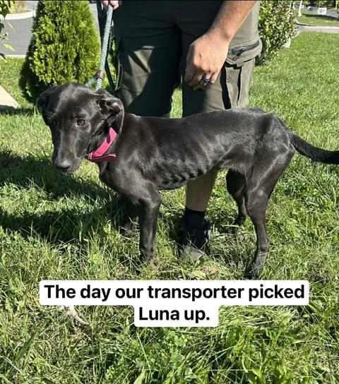 Luna, a Adoptable mixed breed in Salem, VA image 4/6