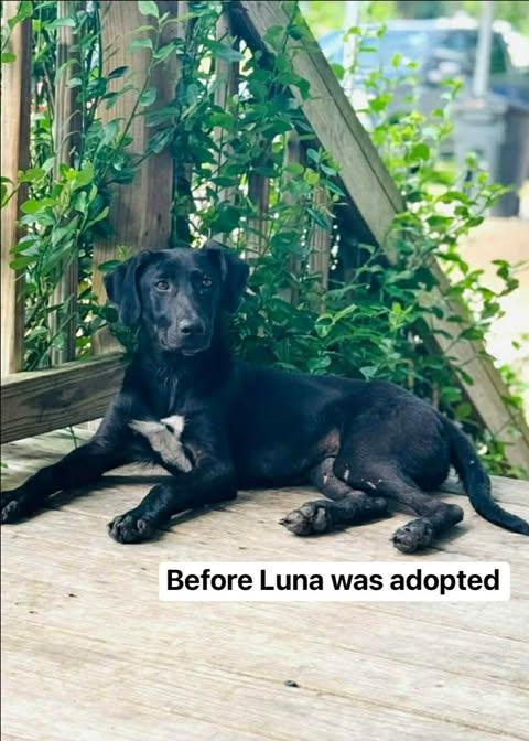 Luna, a Adoptable mixed breed in Salem, VA image 3/6