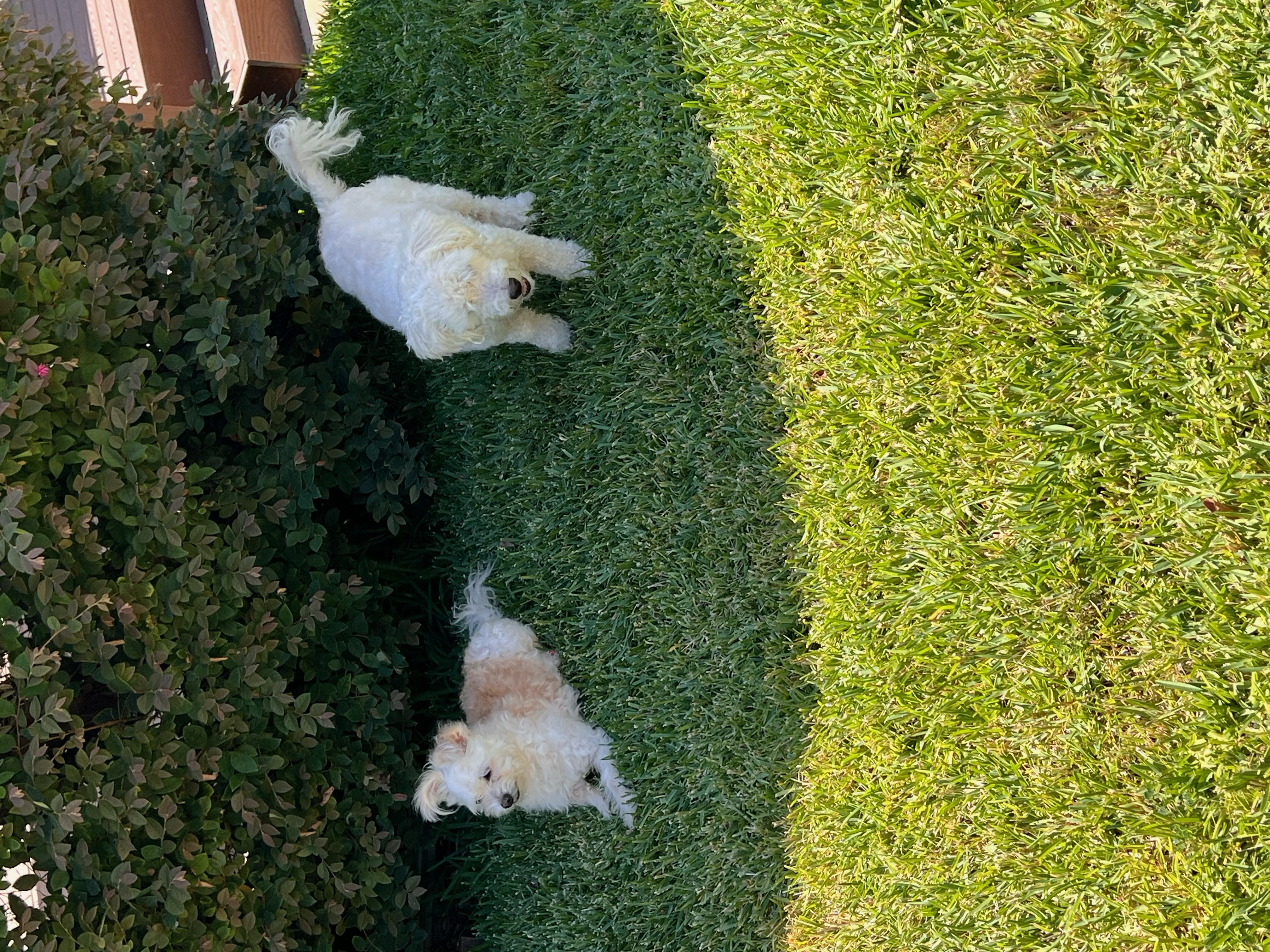 Joyful ad Cesar, Adopted, Senior Female Maltipoo.