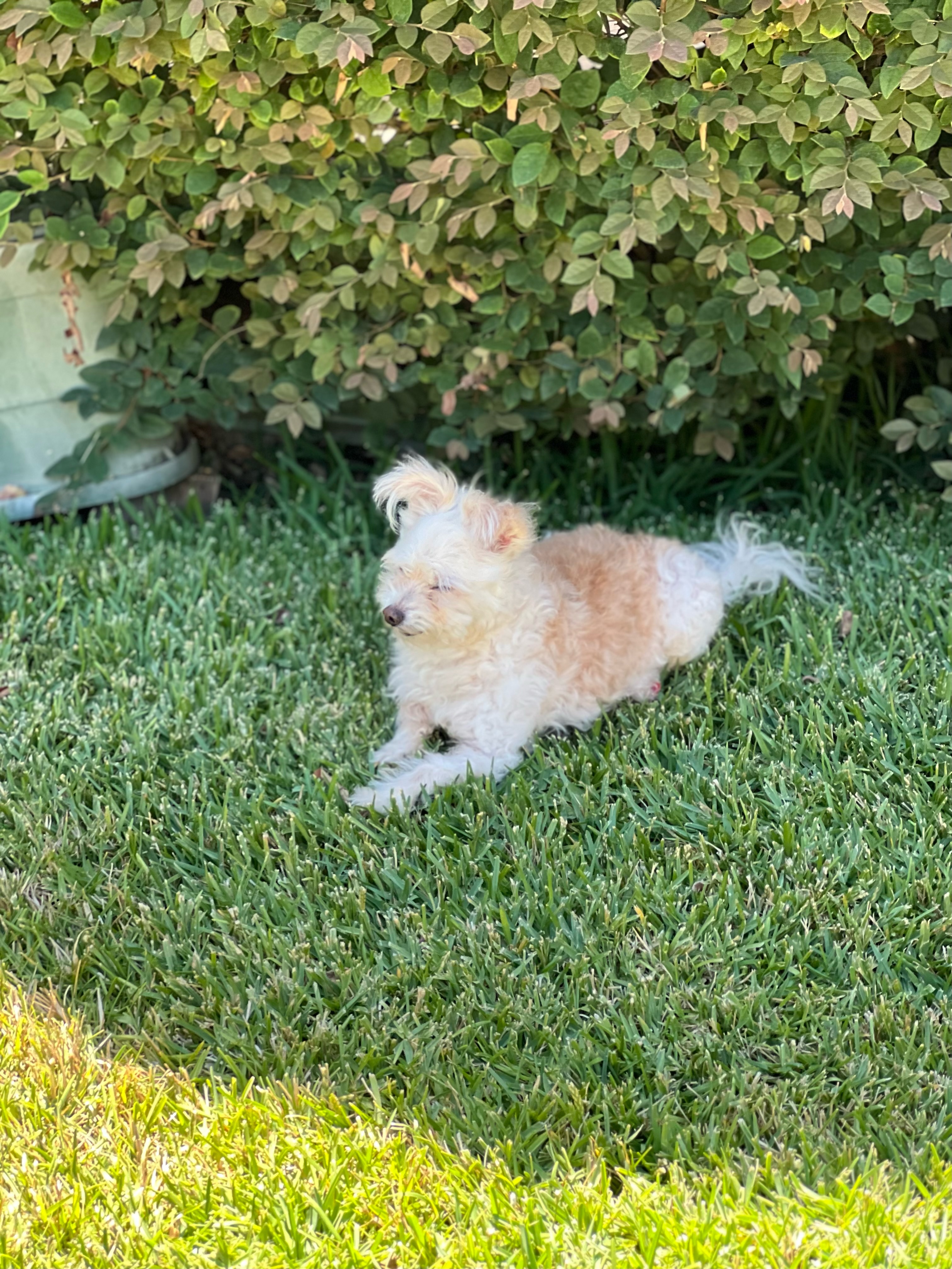Enlarge Joyful ad Cesar, a Adopted Maltipoo in Woodland Hills, CA image 2/5
