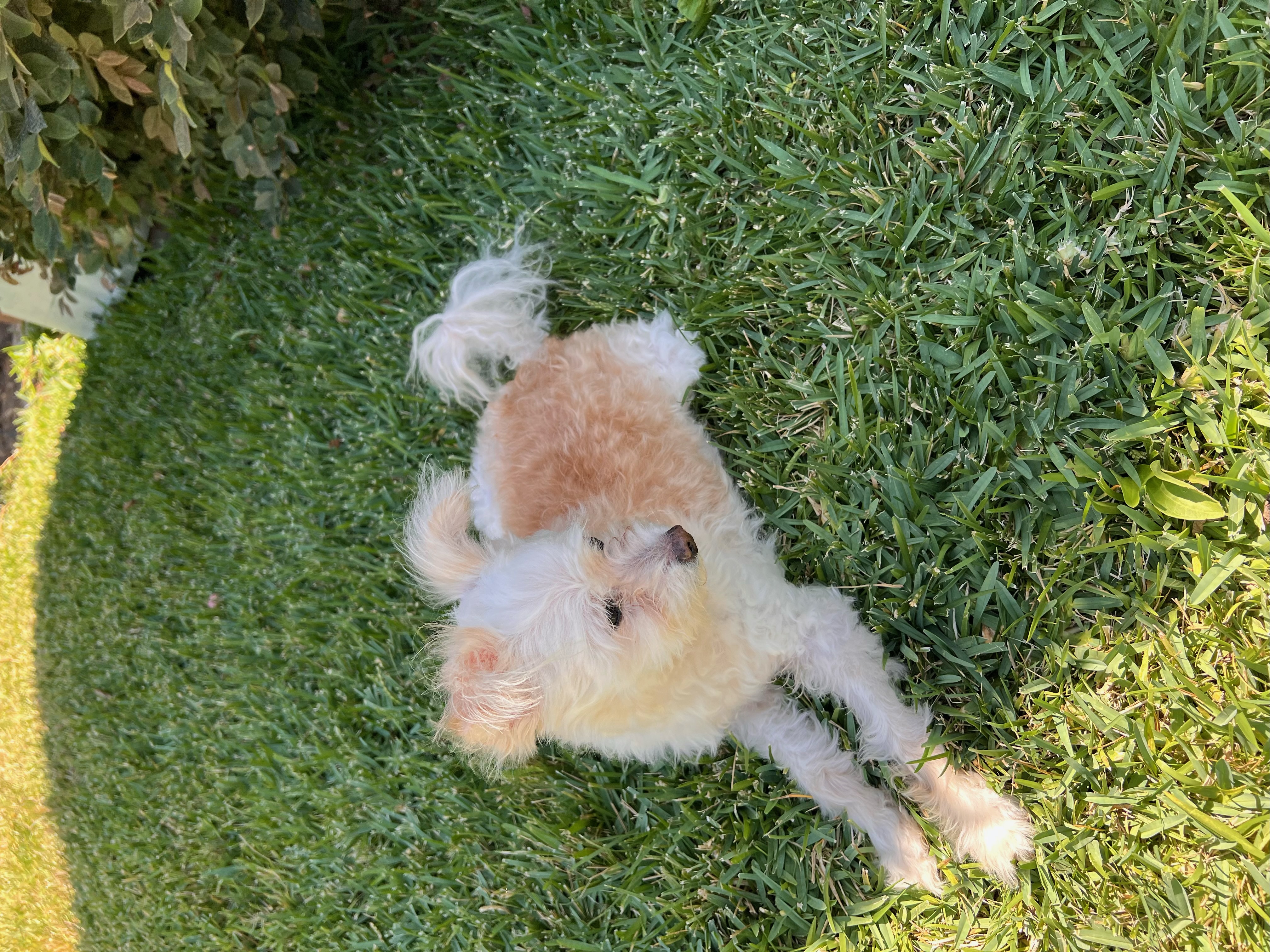 Enlarge Joyful ad Cesar, a Adopted Maltipoo in Woodland Hills, CA image 3/5