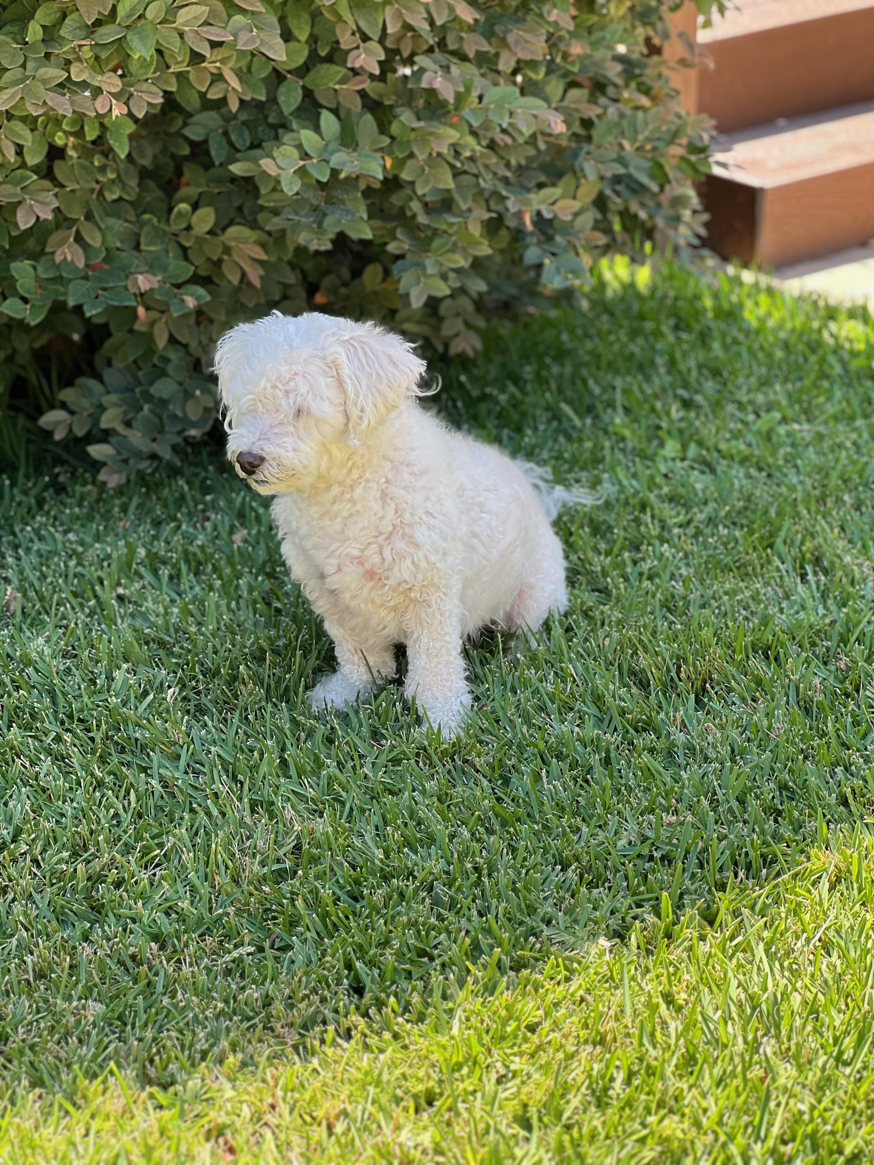 Enlarge Joyful ad Cesar, a Adopted Maltipoo in Woodland Hills, CA image 4/5