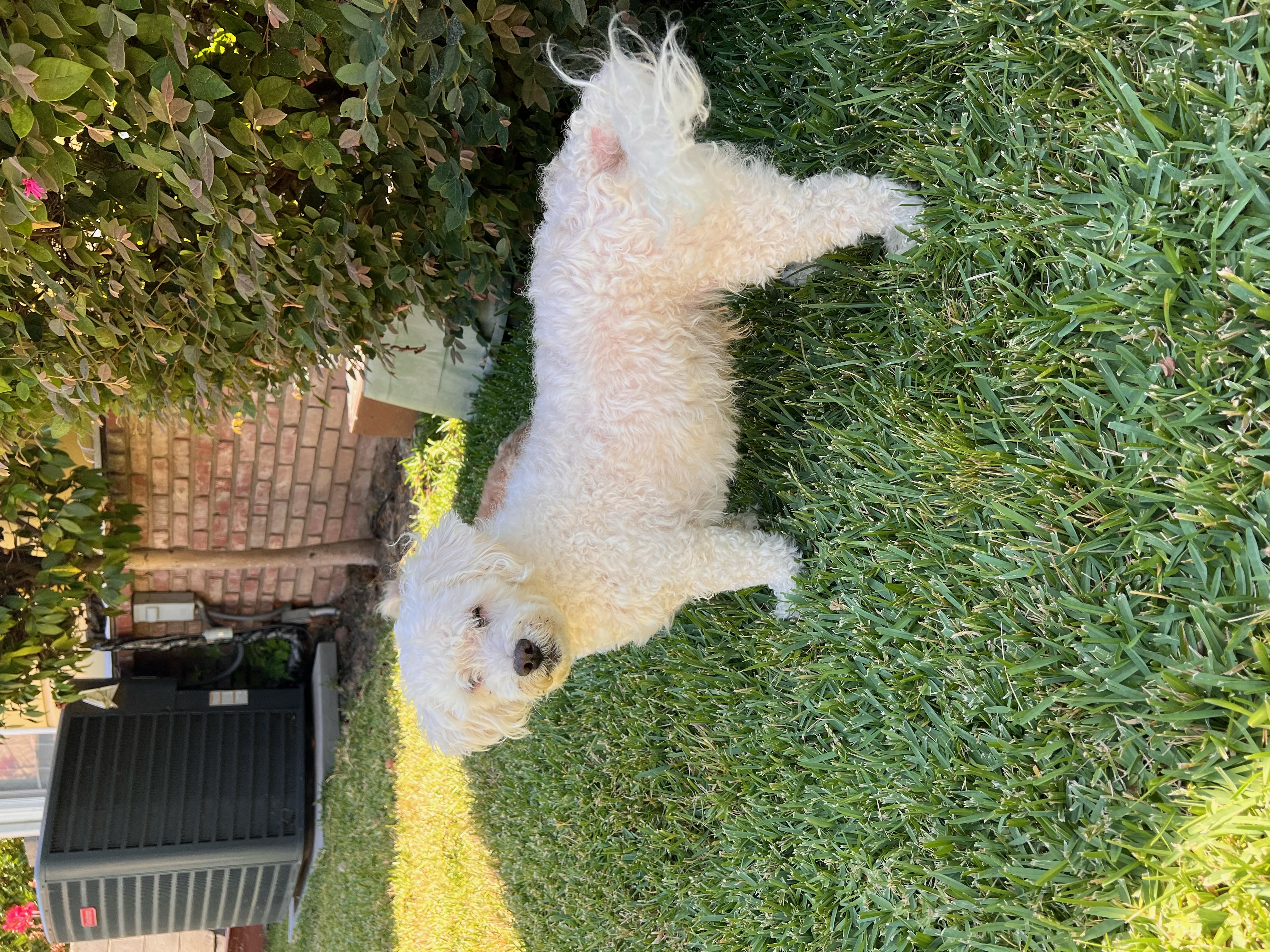 Enlarge Joyful ad Cesar, a Adopted Maltipoo in Woodland Hills, CA image 5/5