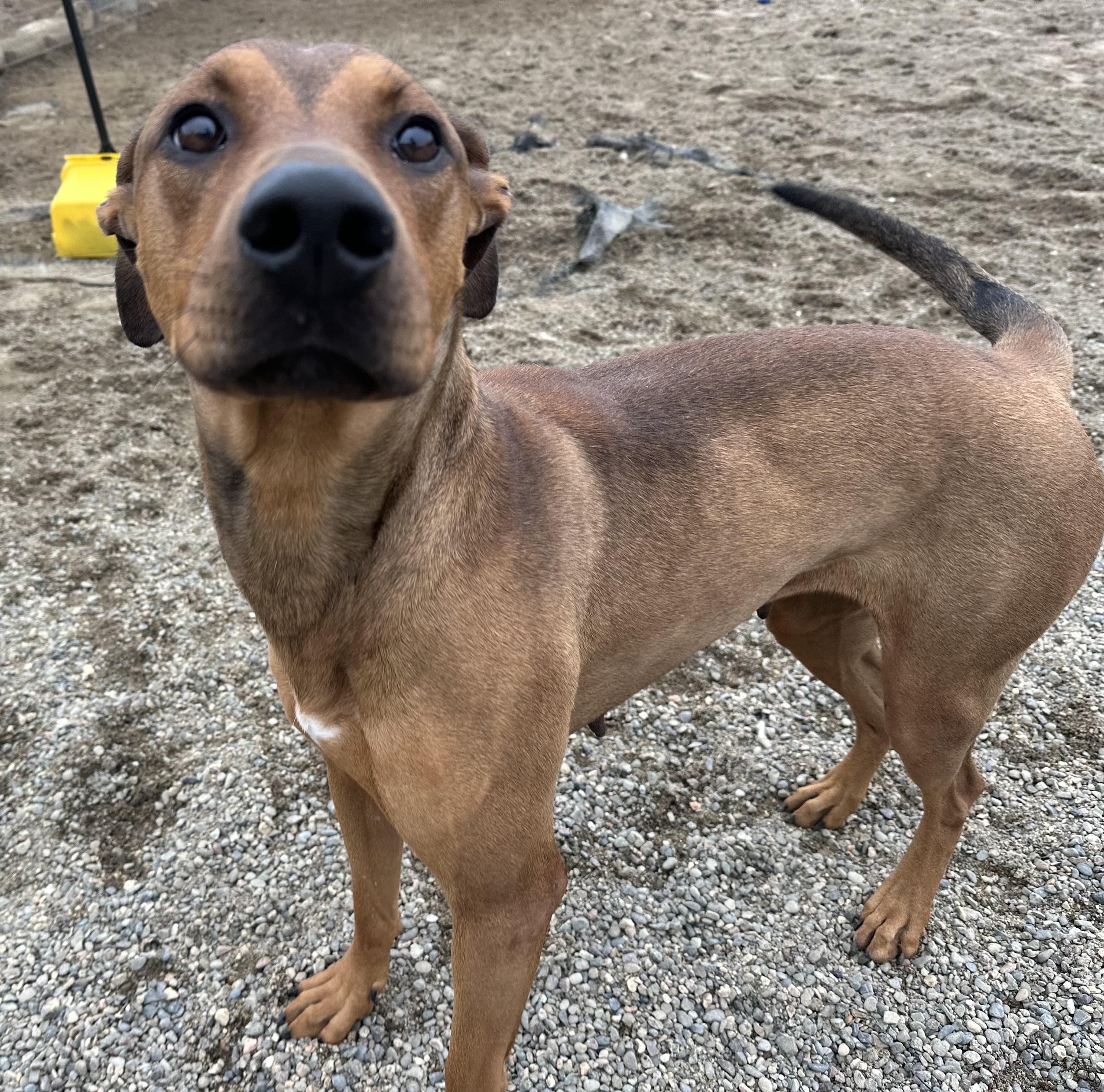 Shasta, Adoptable, Young Female Rhodesian Ridgeback.