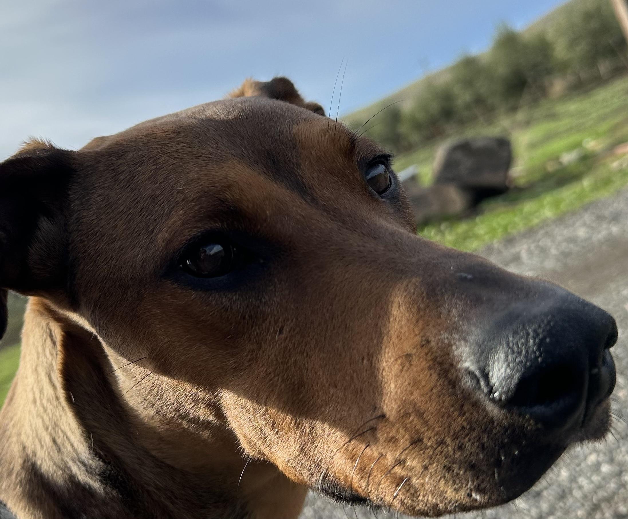 Enlarge Shasta, a Adoptable mixed breed in Hollister, CA image 2/2