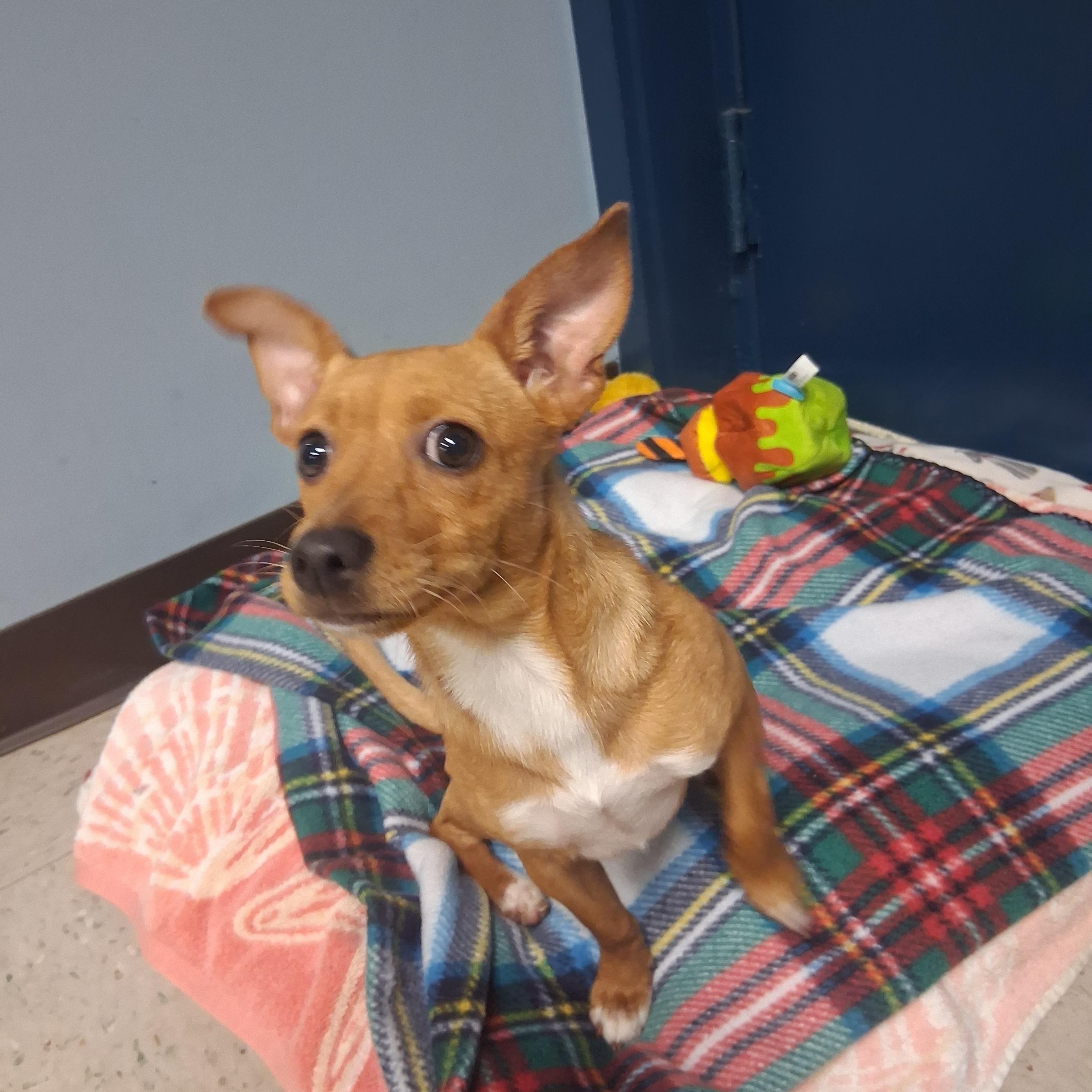 Enlarge Kelly, a Adoptable Chihuahua in Onley, VA image 4/5